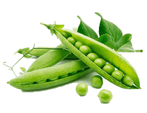 Ennyesceefoodfactory